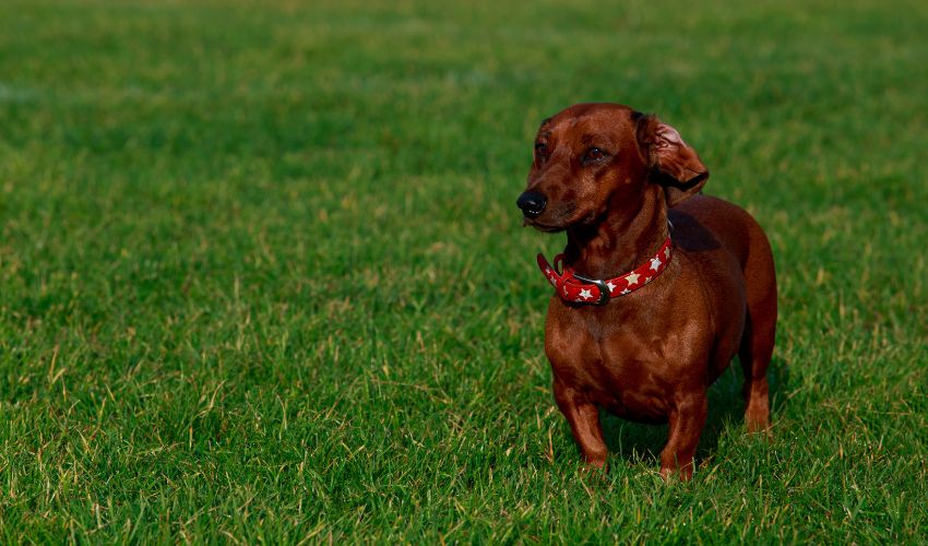 A Complete Guide to Ariège Pointer Puppy Care: Establishing a Healthy Routine